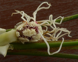 Dicranopygium sp. nov. with entire adult leaves, crowded stamen bunches of male flowers and staminodia, Terco, Nuqui, Choco, Colombia