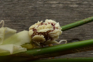 Dicranopygium sp. nov., with entire adult leaves, crowded stamen bunches of male flowers, Terco, Nuqui, Choco, Colombia