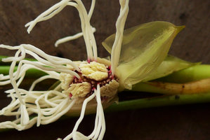 Dicranopygium sp. nov., with entire adult leaves, inflorescence at anthesis, close up, Terco, Nuqui, Choco, Colombia