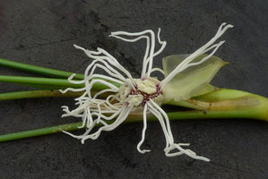Dicranopygium sp. nov., with entire adult leaves, inflorescence at anthesis, Terco, Nuqui, Choco, Colombia