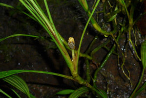 Dicranopygium sp. nov. with entire adult leaves on vertical seeping rock, developing infructescence, Terco, Nuqui, Choco, Colombia
