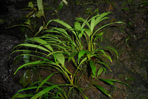 Dicranopygium sp. nov. with entire adult leaves, probably the smallest species of Cyclanthaceae, fruiting plant on vertical seeping rock, Terco, Nuqui, Choco, Colombia