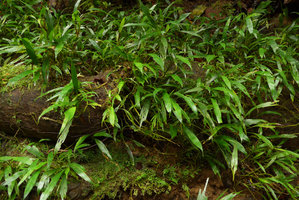 Dicranopygium sp. nov. with small entire leaves, vegetative population with long thin stems creeping along river banks, Terco, Nuqui, Choco, Colombia