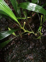 Dicranopygium sp. nov. with entire adult leaves and two maturing tiny infructescences on vertical seeping rock, Terco, Nuqui, Choco, Colombia