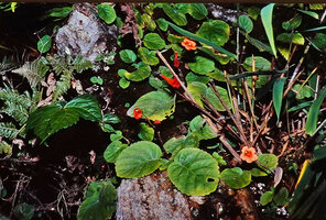 Didymocarpus aurantiacus, few leaved individuals on vertical limestone boulder, Yuksom, Sikkim, India