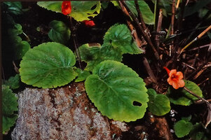Didymocarpus aurantiacus leaves and flowers, Yuksom, Sikkim, India