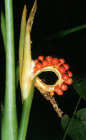 Dieffenbachia seguine, recurved spadix axis exposing the bright red baccate fruits ready to be consumed by forest birds dispersing the seeds, Mont Mahury, French Guyana