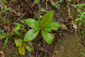 Dillenia biflora young sapling with red nerves, Viti Levu, Fiji