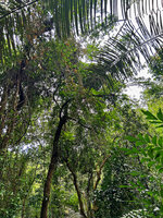 Dinochloa luconiae flowering among tree crowns, Mt Makiling, Los Banos, Luzon, Philippines