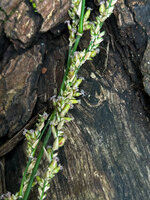 Dinochloa luconiae, inflorescence branches with female spikelets, Mt Makiling, Los Banos, Luzon, Philippines