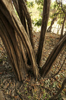 Diospyros senensis, bases of the characteristic fluted multi trunks, Liwonde NP, Malawi