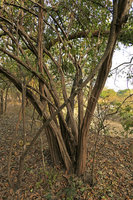 Diospyros senensis with its characteristic fluted multi trunks, Liwonde NP, Malawi