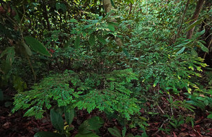 Diospyros subrhomboidea, a small forest understory tree with characteristic sprays of much branched plagiotropic tiered architecture, Sepilok FR, Sabah, Borneo