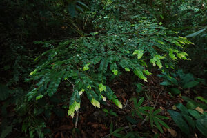 Diospyros subrhomboidea, horizontal spray of plagiotropic much branched stems exhibiting immediate ramification in the new light green shoots, Sepilok FR, Sabah, Borneo