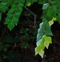 Diospyros subrhomboidea, perfectly rhombic leaves leaving no empty space along the horizontal stems, Sepilok FR, Sabah, Borneo