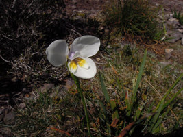 Diplarrena moraea, Cradle Mountain, Tasmania