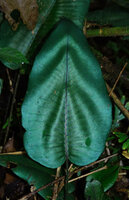Diplazium cordifolium, blue green iridescent fronds creating a strange cinetic visual perception in some way recalling Vasarely paintings, Mt Kinabalu, 1600 m asl, Sabah, Borneo