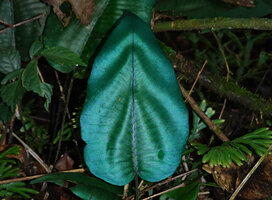 Diplazium cordifolium, Sabah, Borneo
