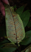 Diplazium cordifolium, sori along the main veins on the abaxial frond surface, Mt Kinabalu, 1600 m asl, Sabah, Borneo