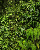 Diplazium subsinuatum on the vertical garden, Shinkansen station, Yamaguchi, Japan