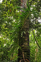 Dipodium pictum, a climbing Freycinetia looking orchid, Nggatirana, Halisi, Solomon Islands