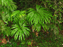 Dipteris conjugata, mountains around Taipeh, Taiwan