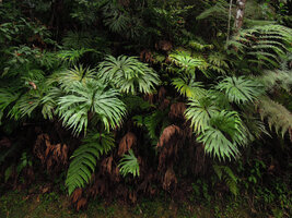 Dipteris conjugata on a vertical earth bank, Fraser&#039;s Hill, Malaysia
