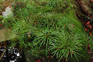 Dipteris lobbiana, frond detail, Bako NP, Sarawak, Borneo