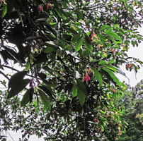Dipterocarpus oblongifolius, flowering branches, Kenyir lake, Malaysia