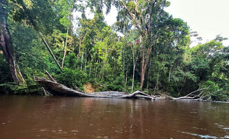 Dipterocarpus oblongifolius, huge dead fallen trunk along the bank of Tahan river, Taman Negara, Malaysia