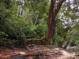 Dipterocarpus oblongifolius on the banks of the Kenyir Lake, Malaysia