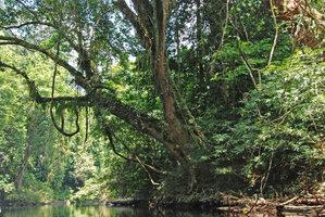 Dipterocarpus oblongifolius on the banks of the Tahan river, Taman Negara, Malaysia