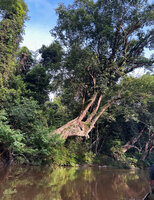 Dipterocarpus oblongifolius, the huge trunks bending at 45° above the Tahan river, Taman Negara, Malaysia