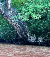Dipterocarpus oblongifolius, the Neram, a huge trunk bending at 45° above Tahan river, Taman Negara, Malaysia