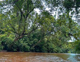 Dipterocarpus oblongifolius, the Neram, a rheophytic tree bending at 45° above the Tahan river thus creating a green tunnel, Taman Negara, Malaysia