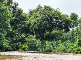 Dipterocarpus oblongifolius, the Neram tree, an individual almost horizontally bending above the Tahan river, Taman Negara, Malaysia