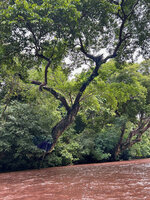 Dipterocarpus oblongifolius, the Neram, trunks bending above the Tahan river, Taman Negara, Malaysia