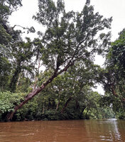Dipterocarpus oblongifolius, the trunk bending at 45° above Tahan river, Taman Negara, Malaysia