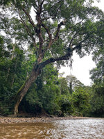 Dipterocarpus oblongifolius, this individual has a trunk bending only at about 30° but its main branch is almost horizontally exposed above the Tahan river, Taman Negara, Malaysia