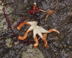 Dipterocarpus oblongifolius, withered flower fallen on the banks of the Kenyir lake, Malaysia