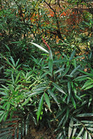 Dipterocarpus oblongifolius, young individuals on the banks of the Tahan river with the characteristic long narrow leaves of rheophytes, Taman Negara, Malaysia
