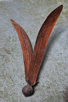 Dipterocarpus tuberculatus, Chiang Mai, Thailand