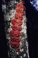 Dischidia astephana appressed on tree trunk, Genting Highlands, Malaysia