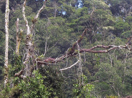 Dischidia astephana, red bullate shingle leaves covering tree branches, Genting Highlands, Malaysia