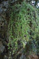 Dischidia calva growing on a sea exposed limestone boulder, Railay, Krabi, Thailand
