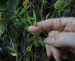 Dischidia calva, stems, leaves and flowers, Railay, Krabi, Thailand