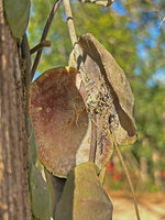 Dischidia imbricata, detached stem witht he axillary roots  previously protected by the concave leaves thus creating a dark and humid environment, Bauro, Lautem, Nino Konis Santana NP, Timor Leste