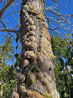 Dischidia imbricata, epiphytic with concave appressed shingle leaves, Bauro, Lautem, Nino Konis Santana NP, Timor Leste