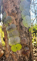 Dischidia imbricata, two stems growing downward  along tree trunk, thus exhibiting a positive geotropism, Bauro, Lautem, Nino Konis Santana NP, Timor Leste