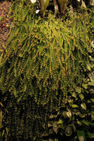 Dischidia ruscifolia cascade on the Vertical Garden, Sofitel Palm Jumeirah, Dubai